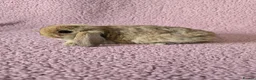 Mini Lop rabbits for sale: Mini lop rabbits.  - Advert 3