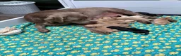 Labrador Retriever dogs for sale: 🐾🐕 New healthy, clean happy Labrador KC pup - Advert 4