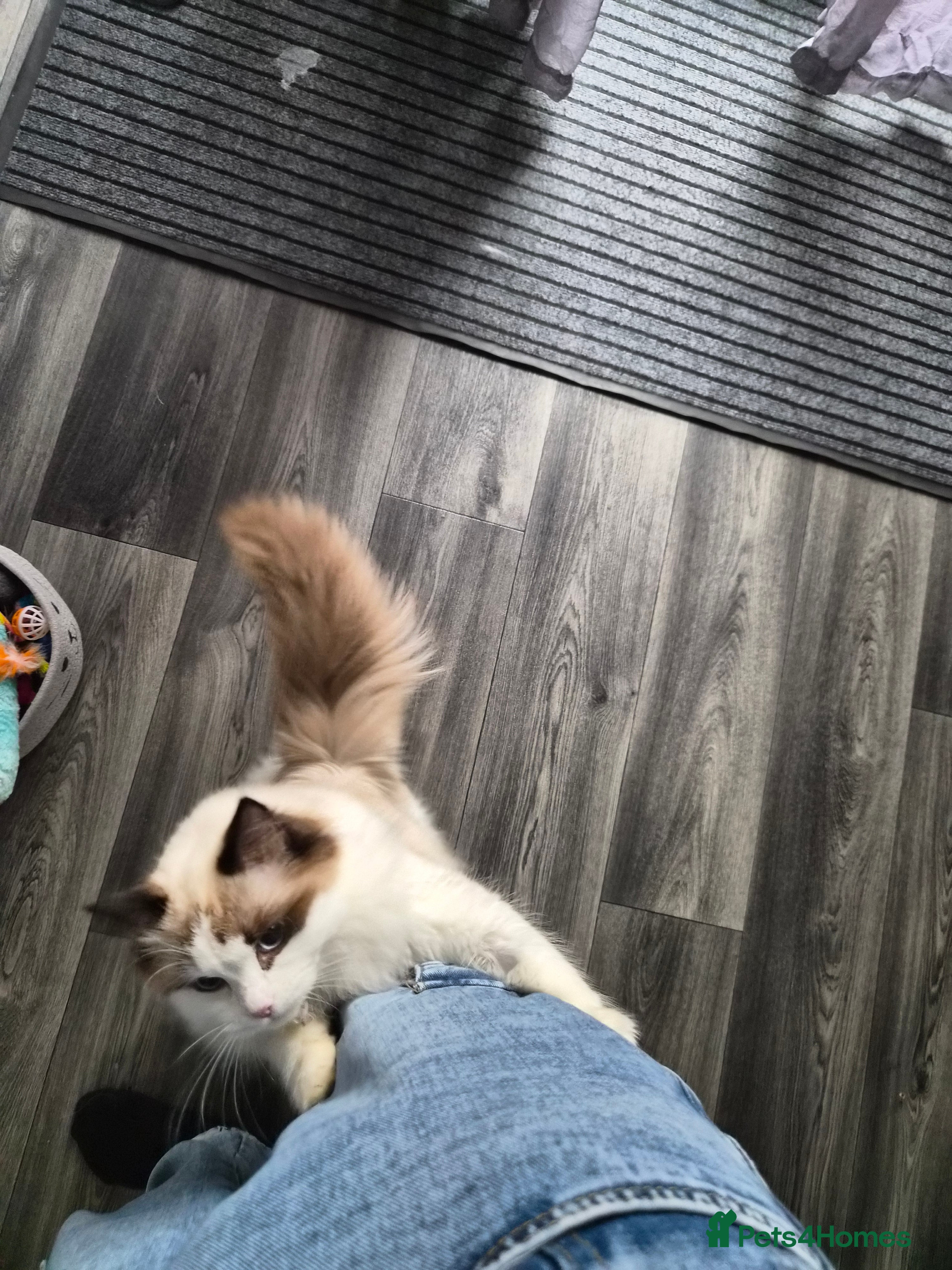 Ragdoll cats 8 month old female bi colour ragdoll castrated  - Advert 9