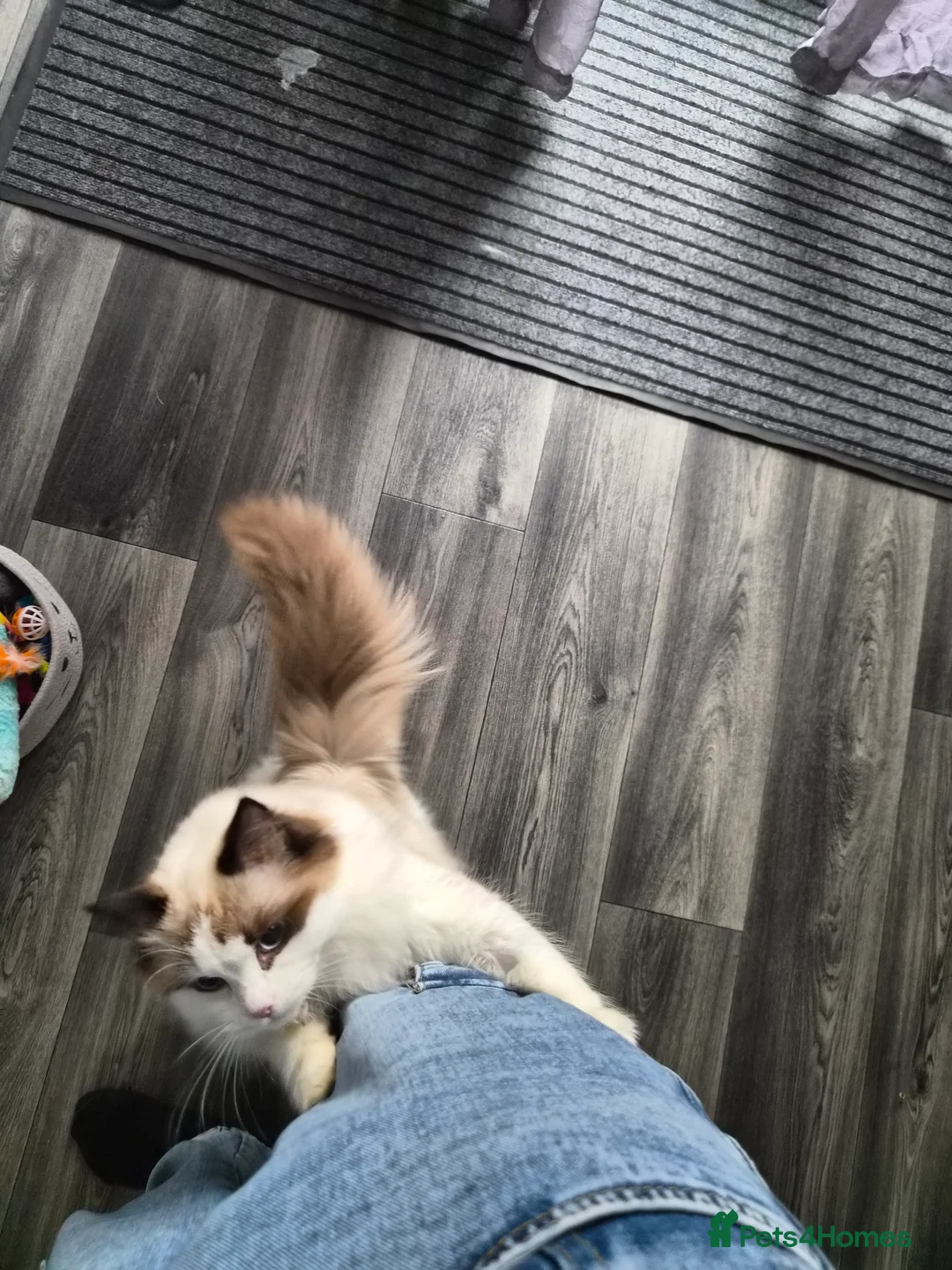 Ragdoll cats for sale: 8 month old female bi colour ragdoll castrated  - Advert 1