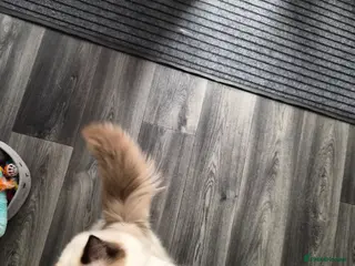 Ragdoll cats 8 month old female bi colour ragdoll castrated - Advert 2