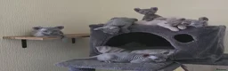 Sphynx cats for sale: SPHYNX ELF & PETERBALD KITTENS - Advert 4