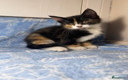Mixed Breed cats for sale: 3 Lovely Kittens - Image 20