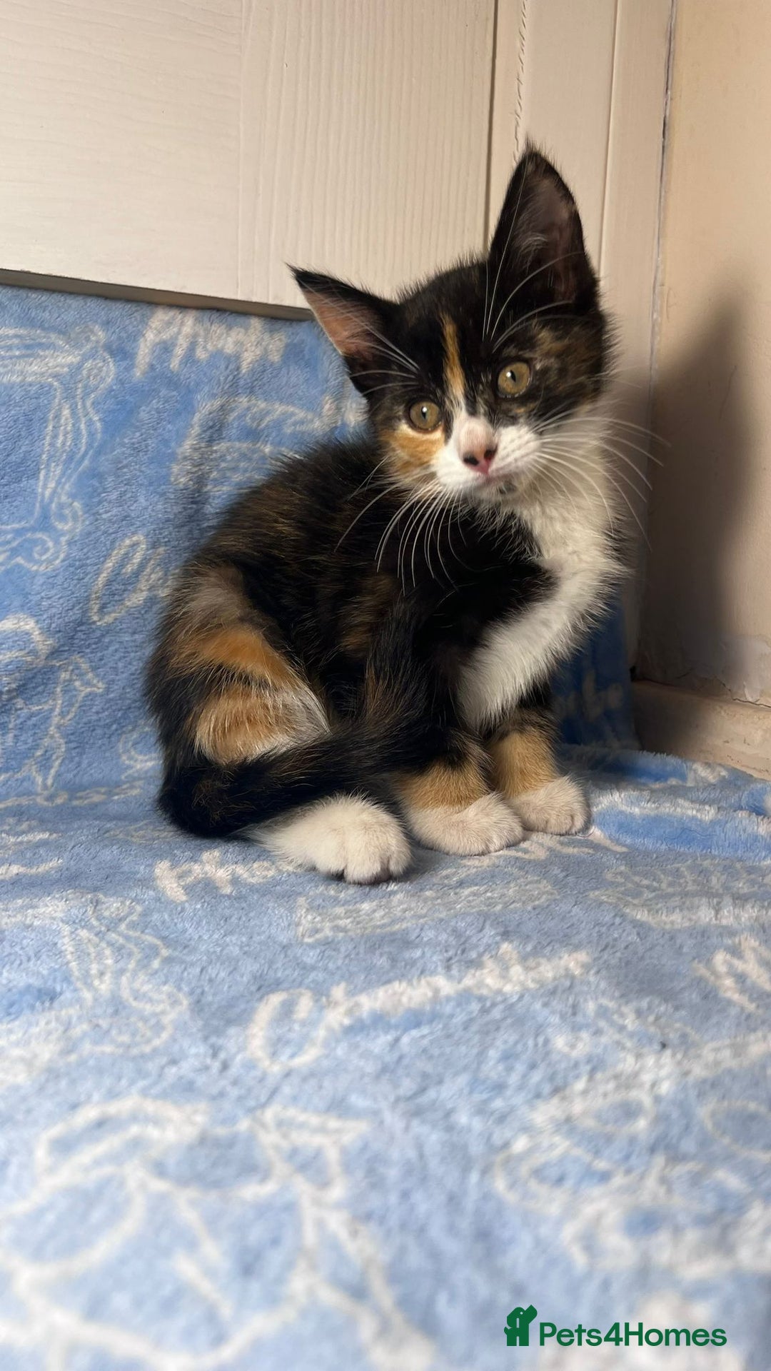 Mixed Breed cats for sale: 3 Lovely Kittens - Image 20