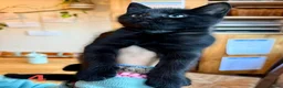 Mixed Breed cats for sale: Tabby kittens - Advert 4