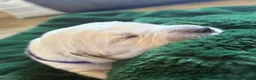 Golden Retriever dogs for sale: Cream kc registered golden retriever pups - Advert 26