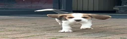 Beagle dogs for sale: Beautiful tri colour beagle puppies  - Advert 1