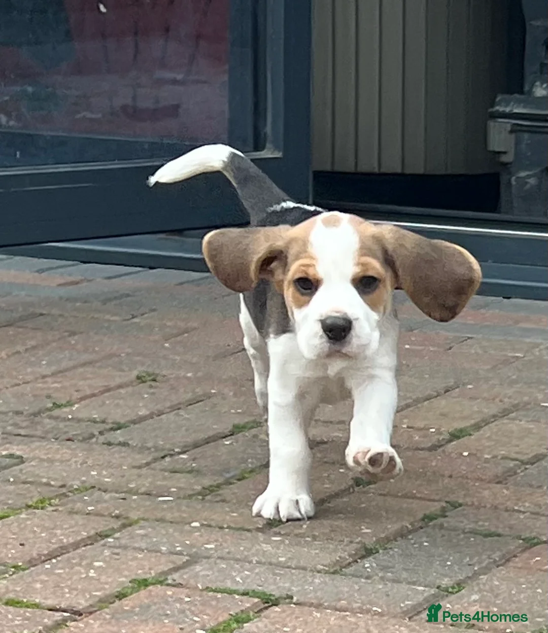 Beagle dogs for sale: Beautiful tri colour beagle puppies  - Advert 1