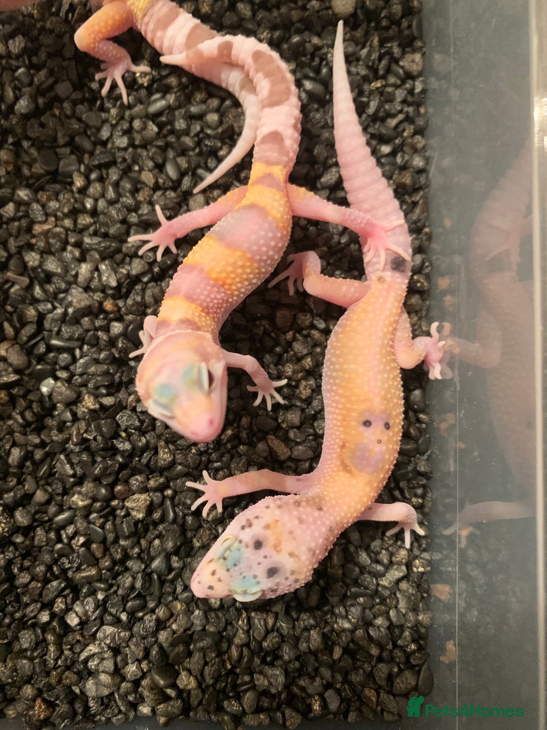 Leopard Gecko reptiles for sale: Leopard geckos cb25  - Advert 5