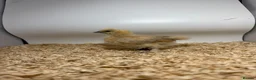 Chickens poultry for sale: 🐥🐣🥚USA Bearded silkies🐥Vorwerk🐥Brahmas🥚🐣🐥 - Advert 31