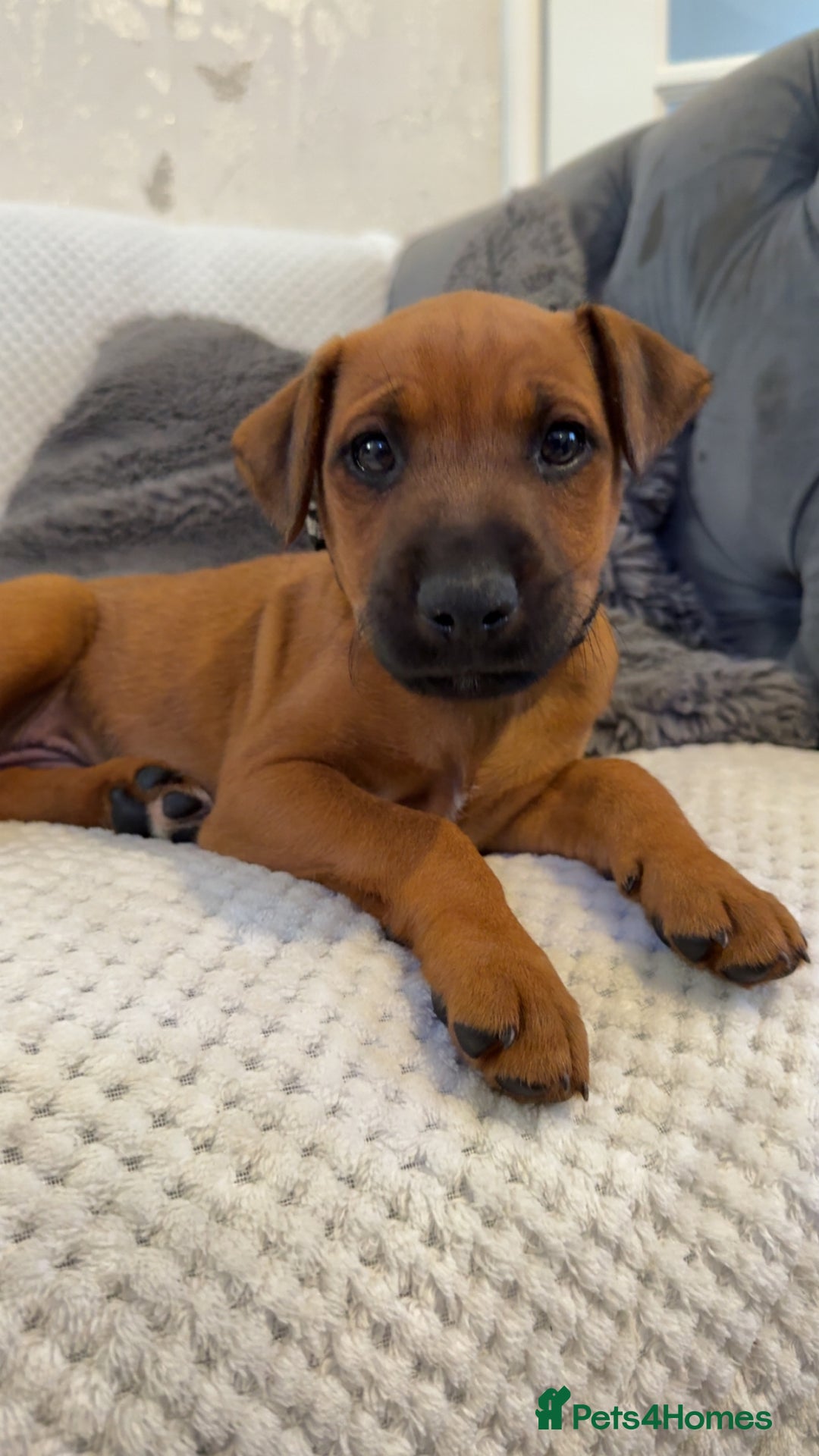 Mixed Breed dogs for sale: whippet mix - Image 13