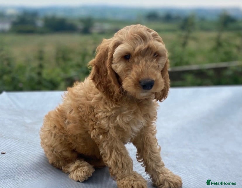 Cockapoo dogs Cockpoo - Advert 8