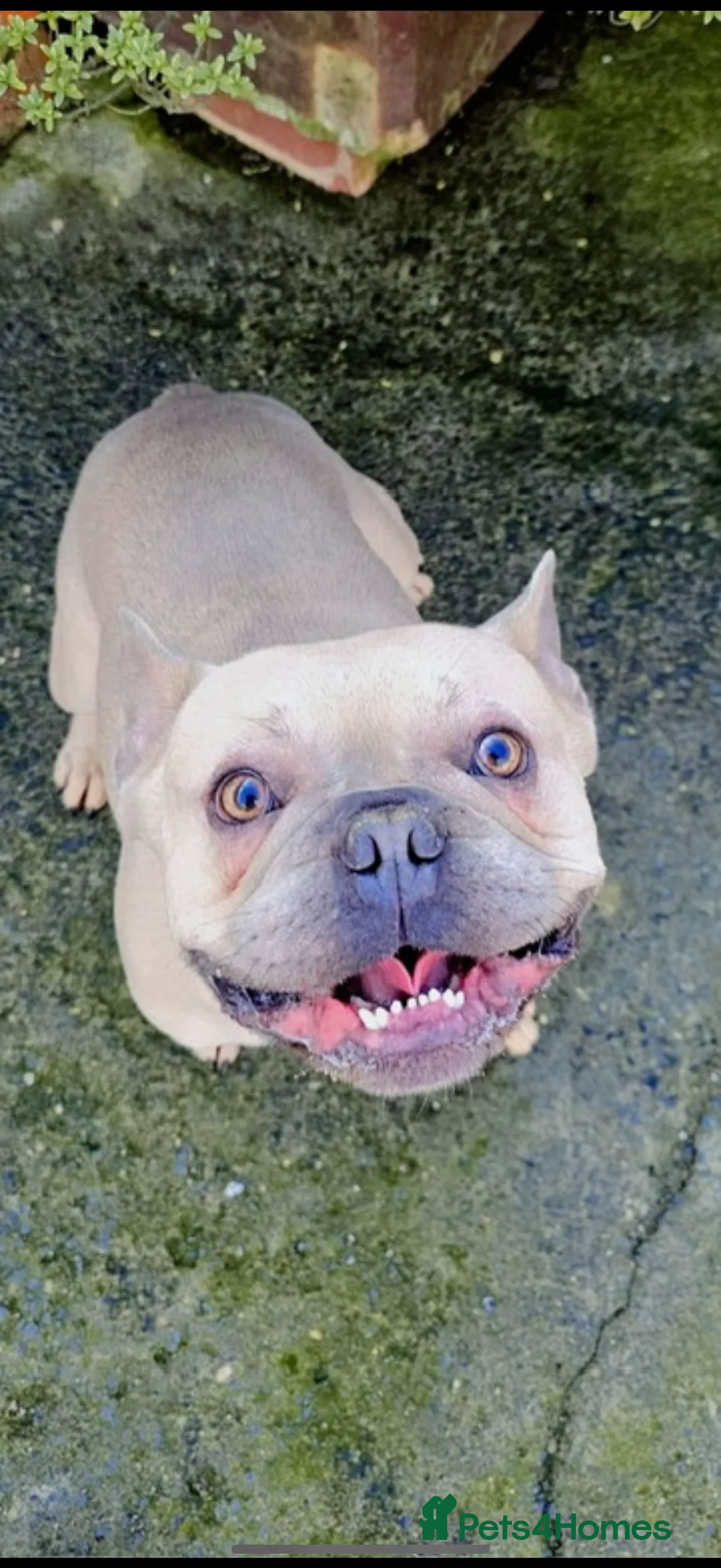 French Bulldog dogs for sale: French bull dog 3 years old  - Advert 3