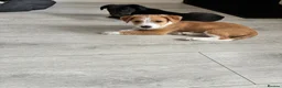 Mixed Breed dogs for sale: Jack RussellxWhippet - Advert 2