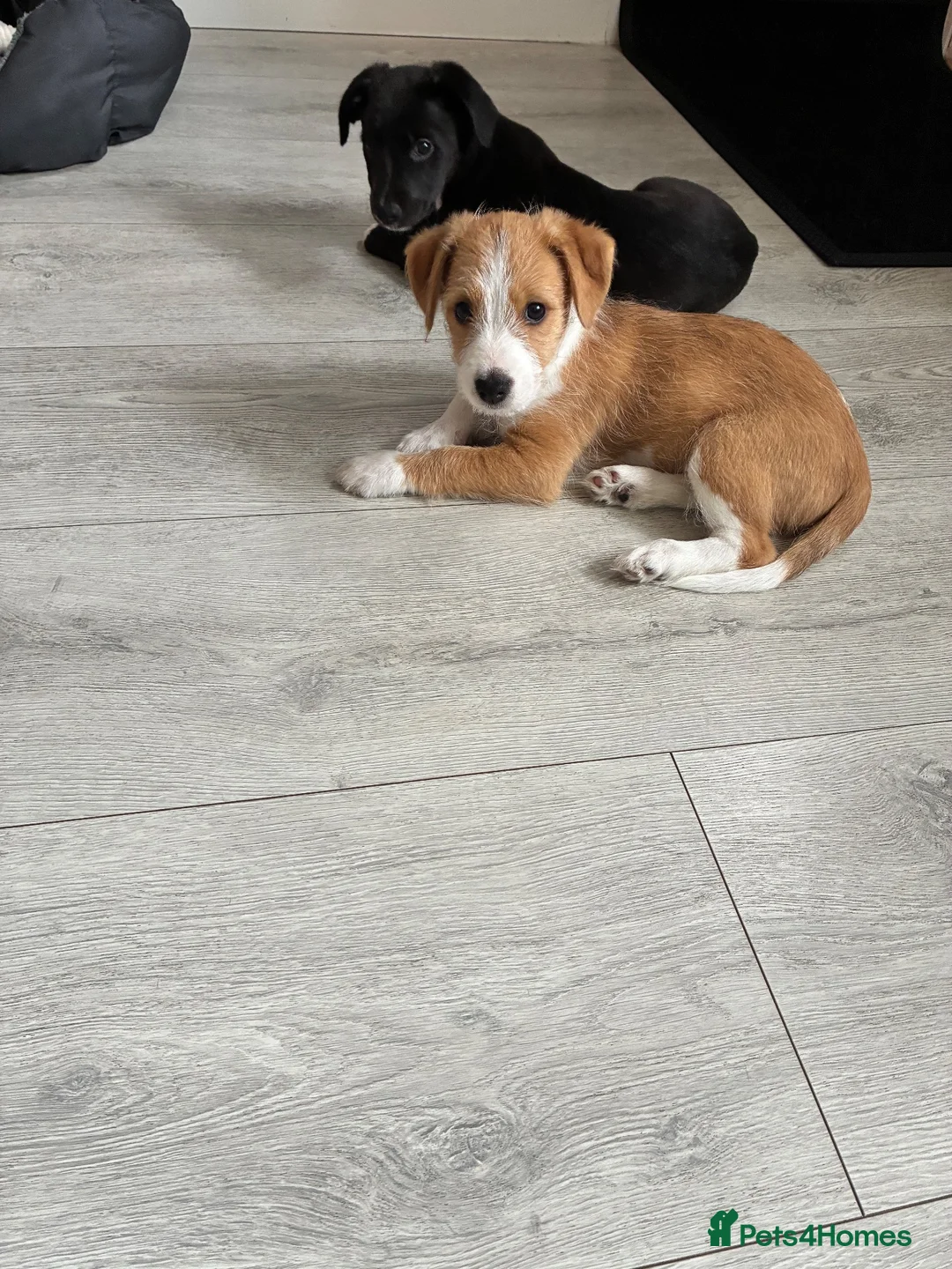 Mixed Breed dogs for sale: Jack RussellxWhippet - Advert 2
