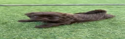 Shih Tzu dogs for sale: Stunning Solid Chocolate Kc Imperial Pups - Advert 10