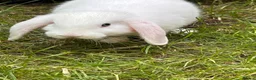 Mini Lop rabbits for sale: Mini Lop Boy – 11 Weeks Old - Advert 2
