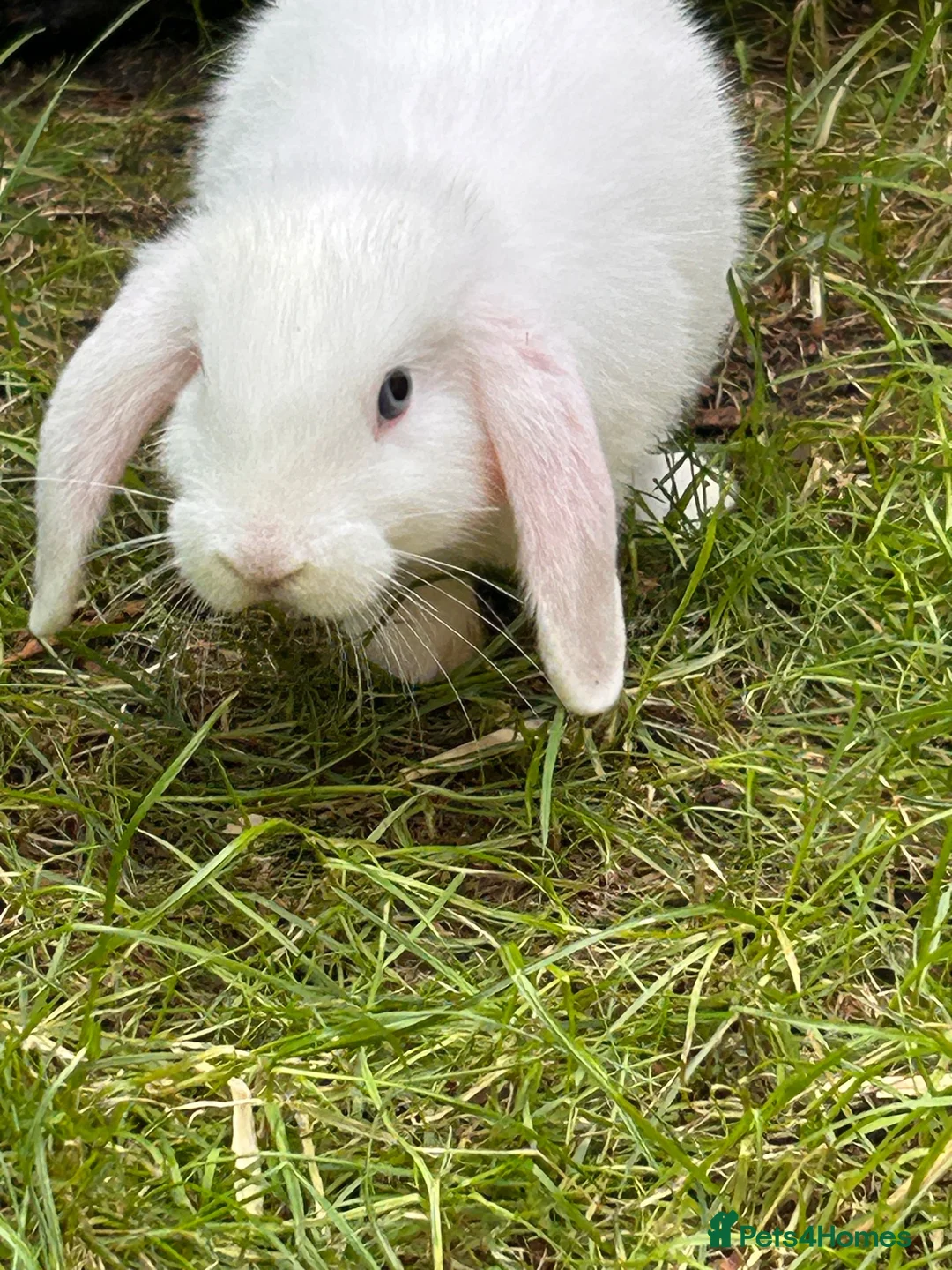 Mini Lop rabbits for sale: Mini Lop Boy – 11 Weeks Old - Advert 2
