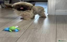 Shih Tzu dogs for sale: Shih tzu karashishi puppy  - Image 3