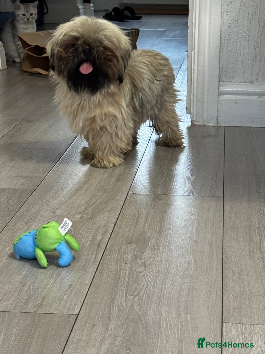 Shih Tzu dogs for sale: Shih tzu karashishi puppy  - Image 3