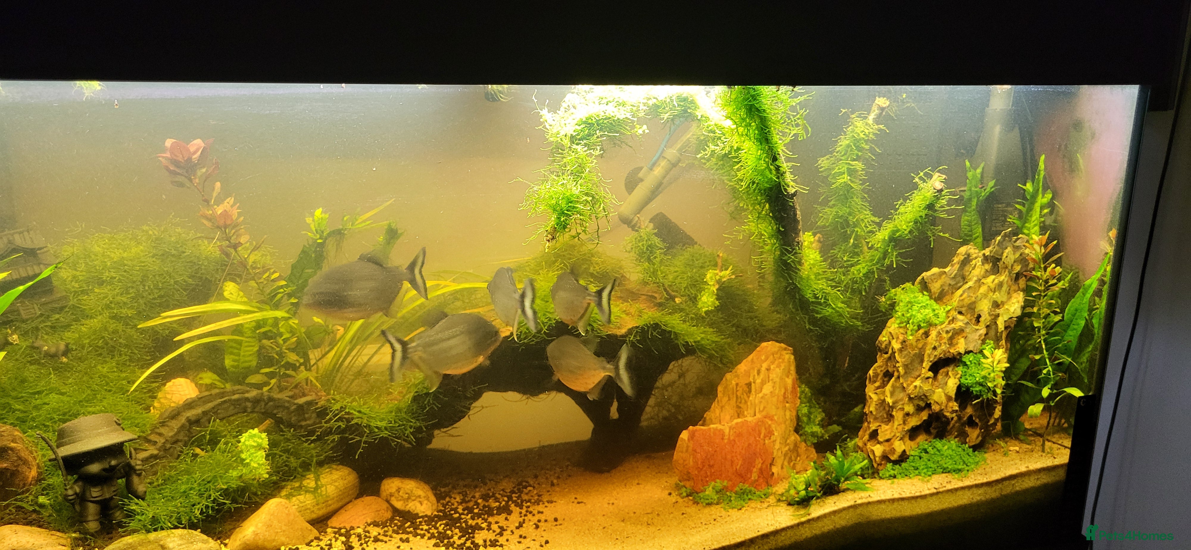 Piranhas fish Red belly piranha in Waltham Cross - Advert 1