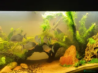 Piranhas fish Red belly piranha in Waltham Cross - Advert 1