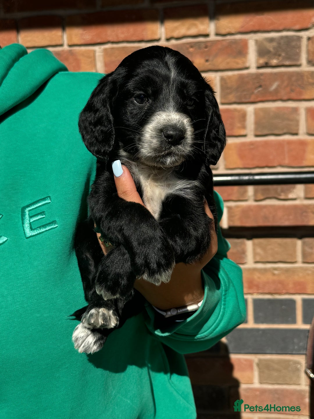 Cockapoo dogs for sale: Beautiful cockapoo puppys - Image 6