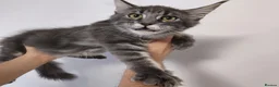 Maine Coon cats for sale: READY FOR COLLECTION  TICA registered kittens - Advert 10
