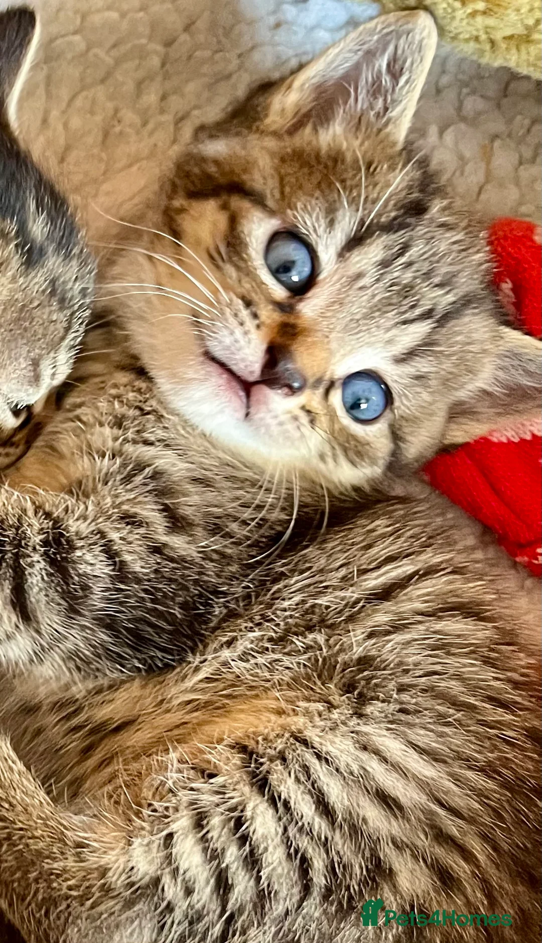 Bengal cats for sale: Glittery Bengal X With Famous References! - Advert 2