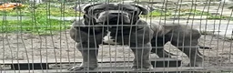 Cane Corso dogs for stud: BLUE CANE CORSO FOR STUD - Advert 7