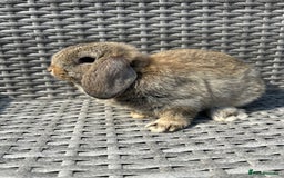 Mini Lop rabbits for sale: Mini lop babies  - Image 7