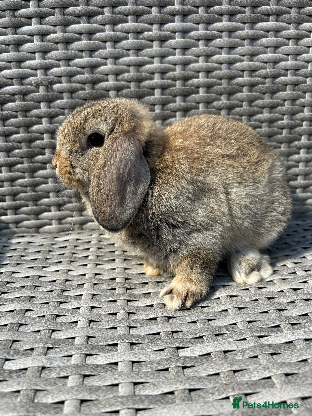 Mini Lop rabbits for sale: Mini lop babies  - Image 7