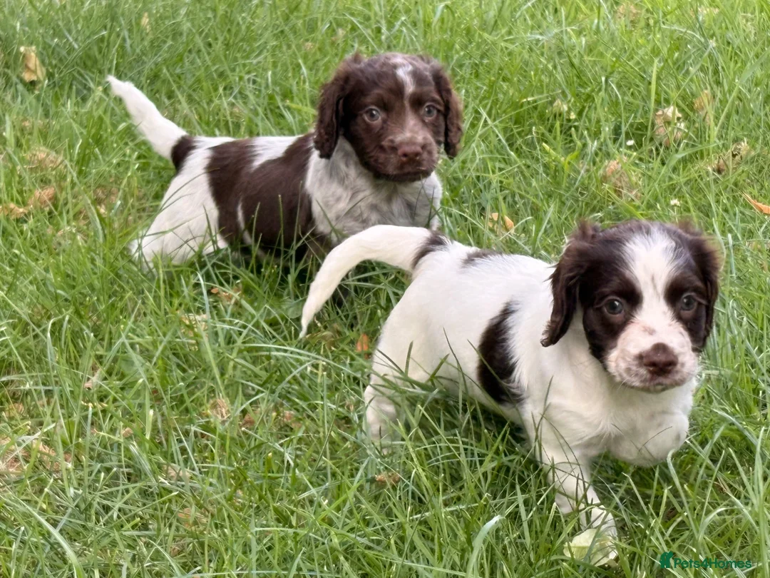 Cocker Spaniel dogs for sale: Working Cocker Spaniel.  - Advert 4