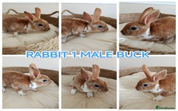 Rex rabbits for sale: Beautiful Mini Velvet Rex baby rabbits   - Image 2