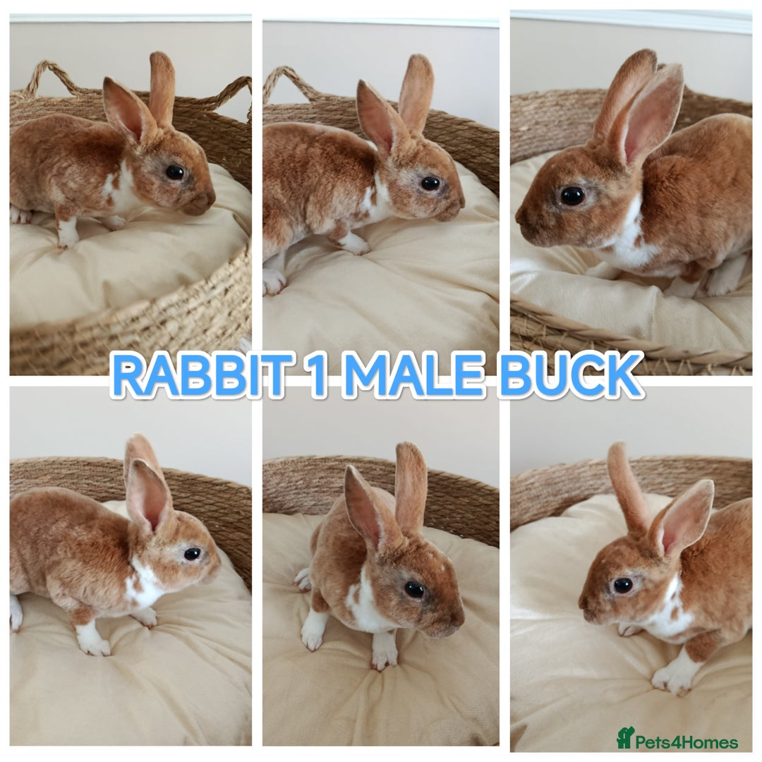 Rex rabbits for sale: Beautiful Mini Velvet Rex baby rabbits   - Image 2