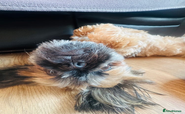 Shih Tzu dogs - Advert 12