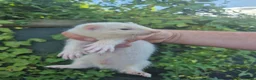 Ferret rodents for sale: 💚 Adorable well handled baby ferrets available 💚 - Advert 17