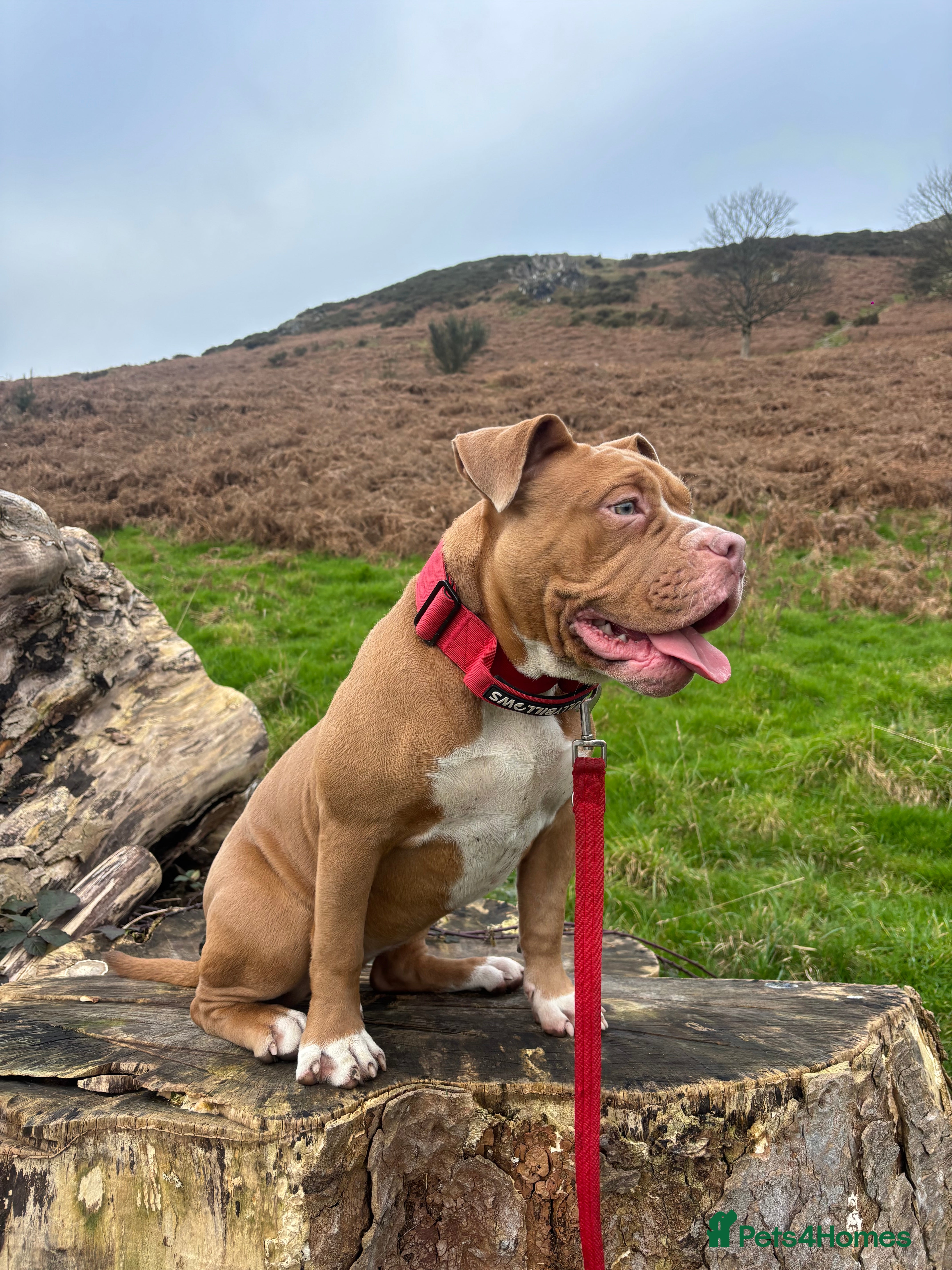 Mixed Breed dogs 6 Month Old Puppy For Sale - Advert 2