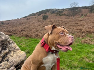 Mixed Breed dogs 6 Month Old Puppy For Sale - Advert 2