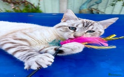 Savannah cats for sale: Breath taking rare girl - Image 3