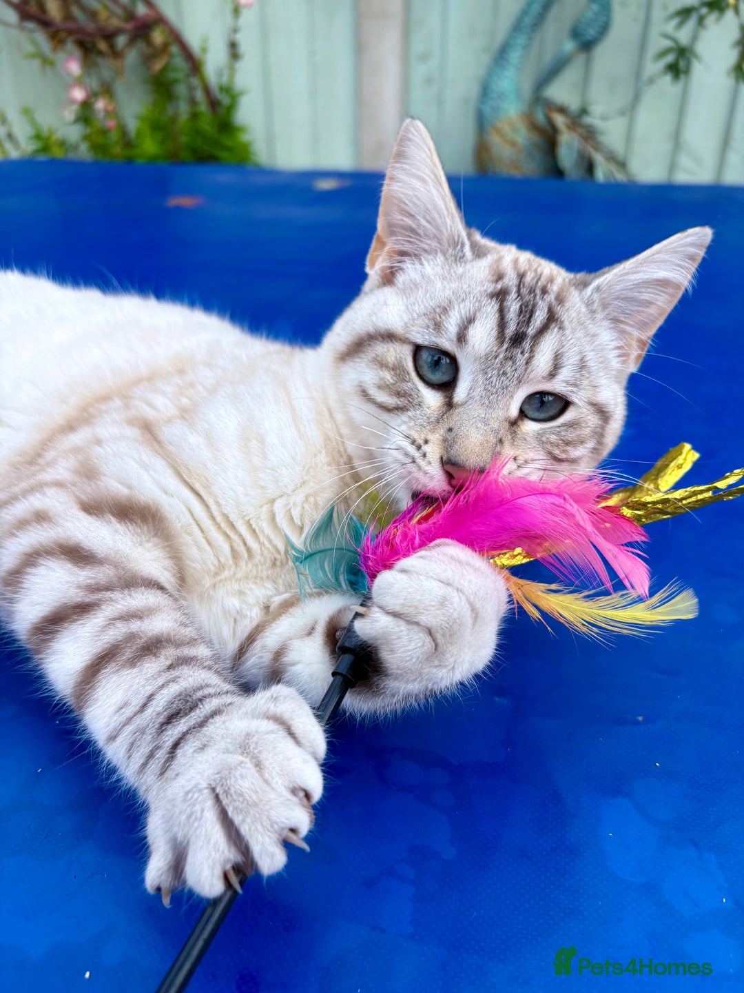 Savannah cats for sale: Breath taking rare girl - Image 3