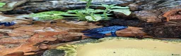 Frog reptiles for sale: Azureus dart frogs in Sidcup - Advert 11