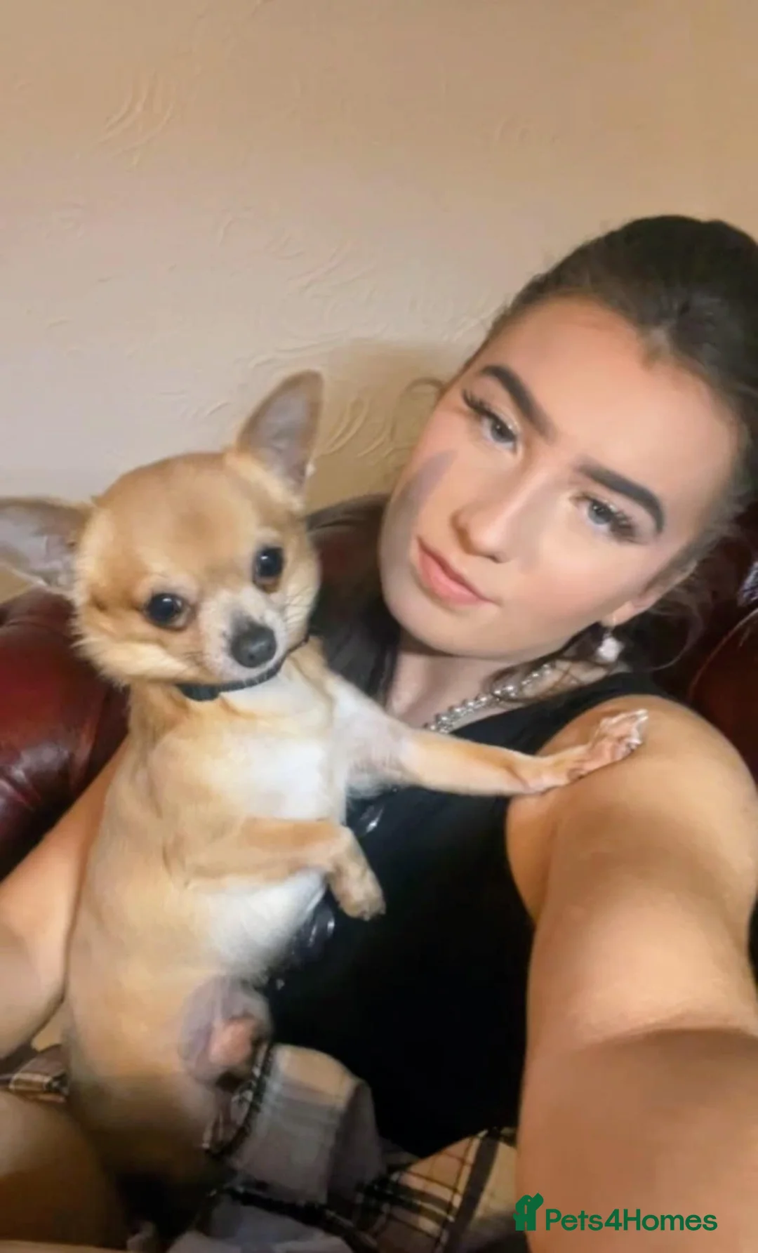 Chihuahua dogs for sale: CHIHUAHUA* Adult *TINY Male & TINY POM Female  - Advert 4