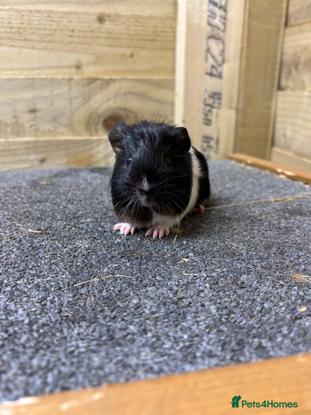 Guinea Pig rodents for sale: Pair of sows or neutered boar and sow - Advert 2