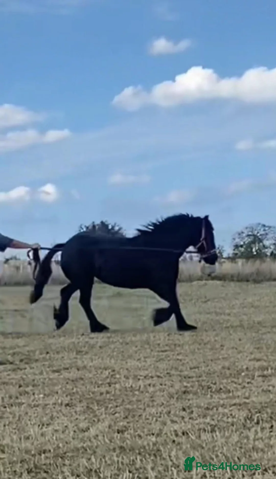 Fell horses for sale: Tammy WelshXFell cob mare in Morpeth - Advert 1