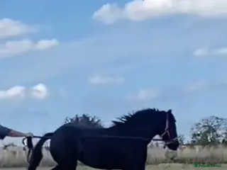 Fell horses Tammy WelshXFell cob mare in Morpeth - Advert 1