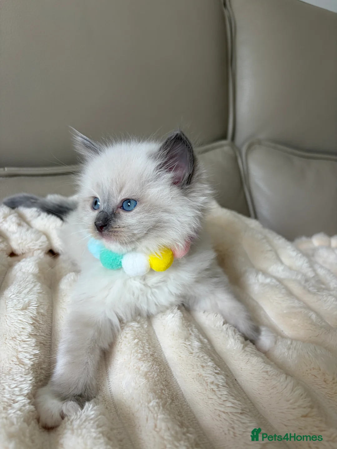 Ragdoll cats for sale: 4 ragdoll boys - Advert 25