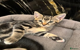 Mixed Breed cats for sale: ✨ Adorable Kittens Looking for Loving Homes ✨ - Image 6