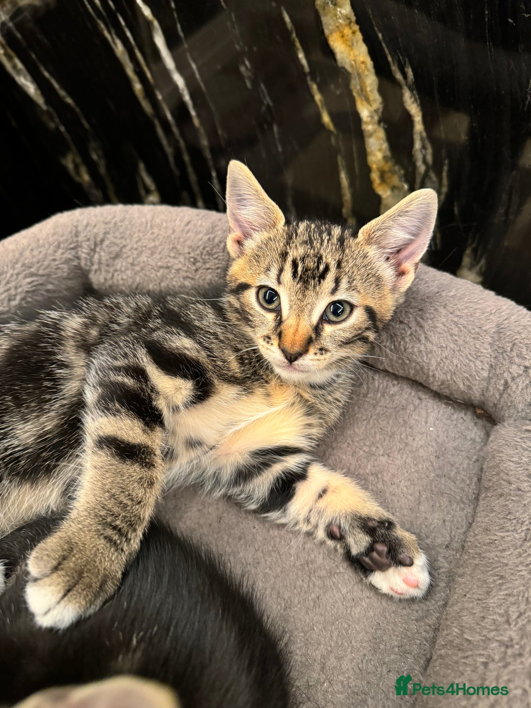 Mixed Breed cats for sale: ✨ Adorable Kittens Looking for Loving Homes ✨ - Image 6