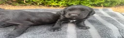 Cocker Spaniel dogs for sale: Beautiful Working Cocker Spaniel puppies  in Braintree - Advert 3